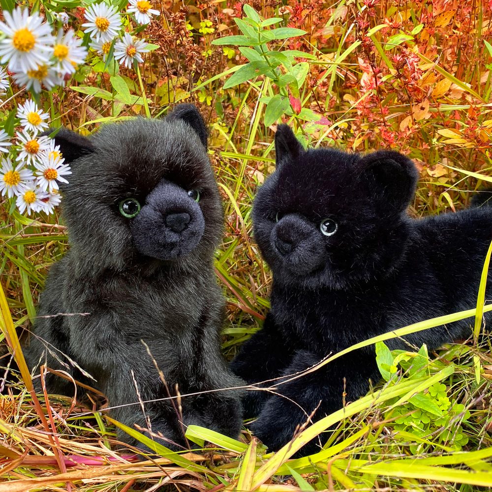 Douglas Black Cat Social Media Photography